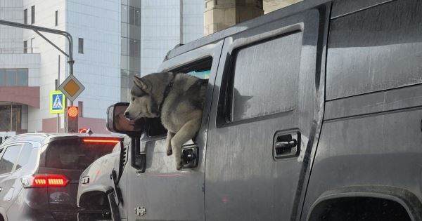 В РФ собака ехала за рулем Hummer, а в США кошка жила в Cadillac