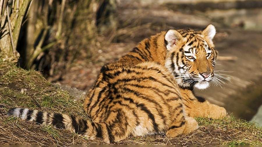 В США жителей призвали запереться дома из-за сбежавшего тигра<br />

